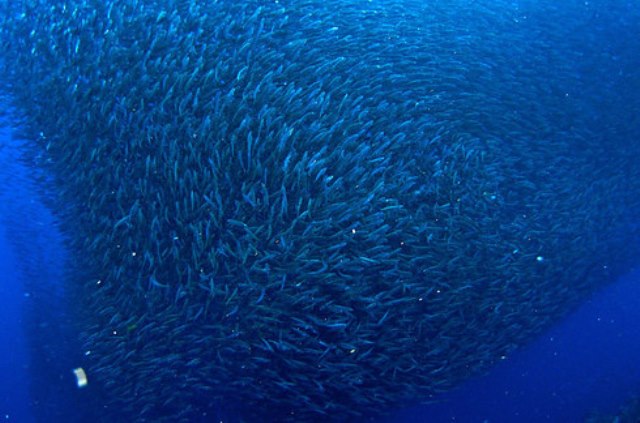 migración de sardinas