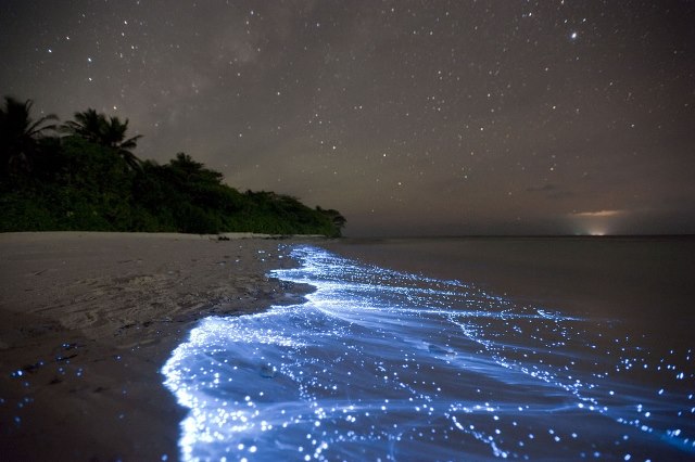 olas bioluminiscentes