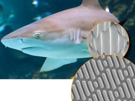 Composición que muestra piel del tiburón a escala