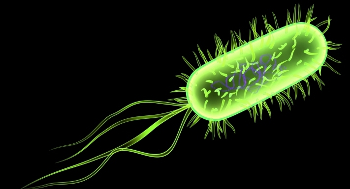 Bacteria E Coli