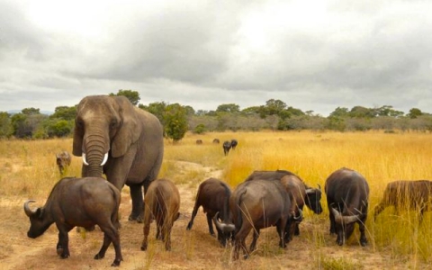 Elefante: Nzou una elefante que se siente búfalo
