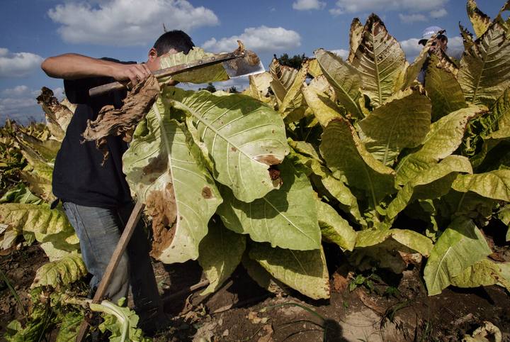 Niño: Trabajador plantación de tabaco