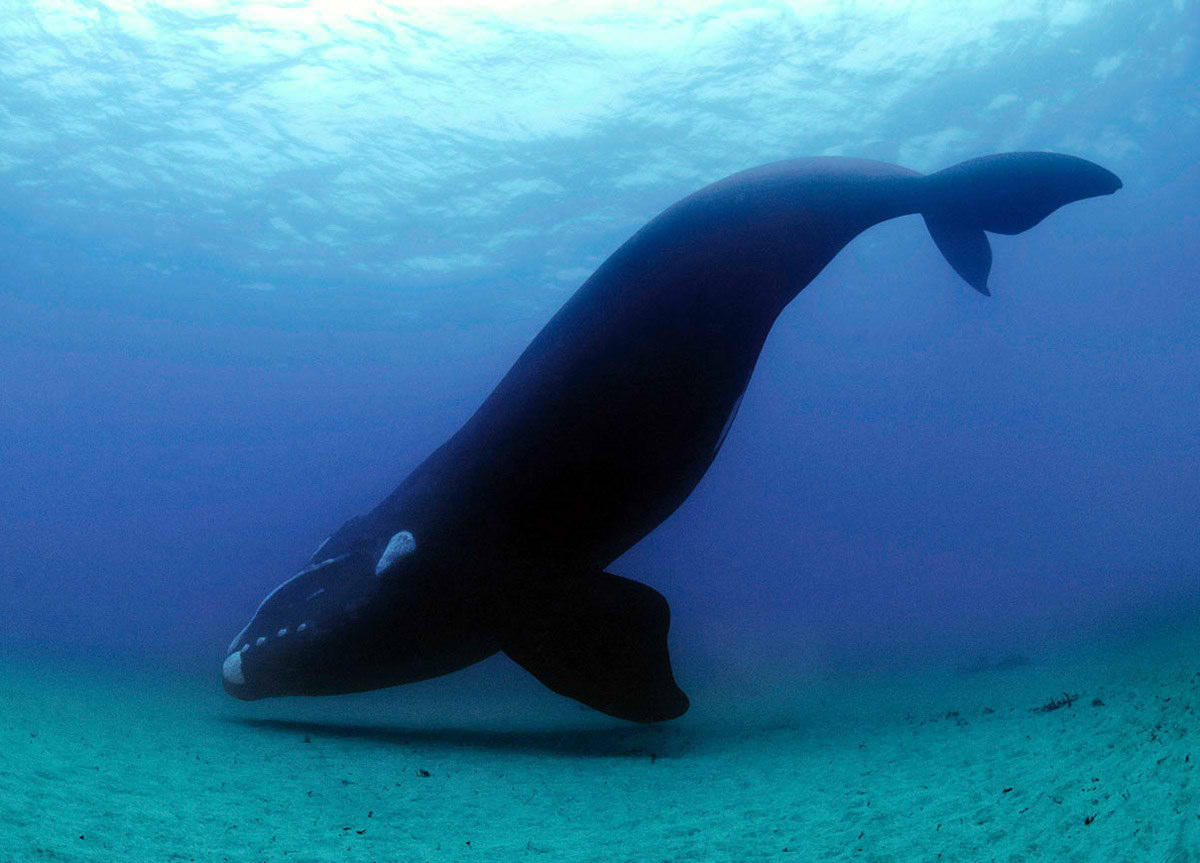 Ballena en playas australianas