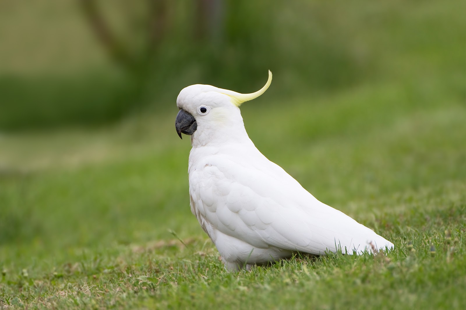 cacatua