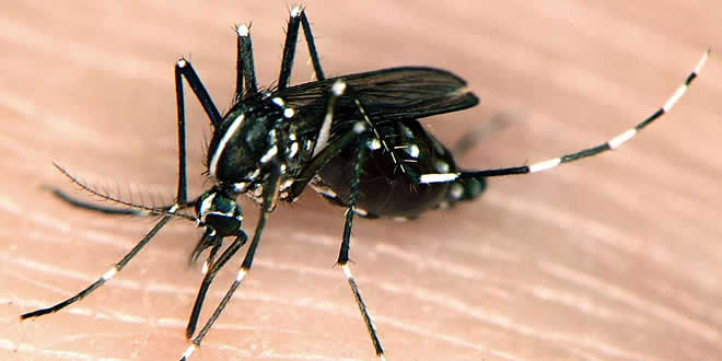 casos de chikungunya