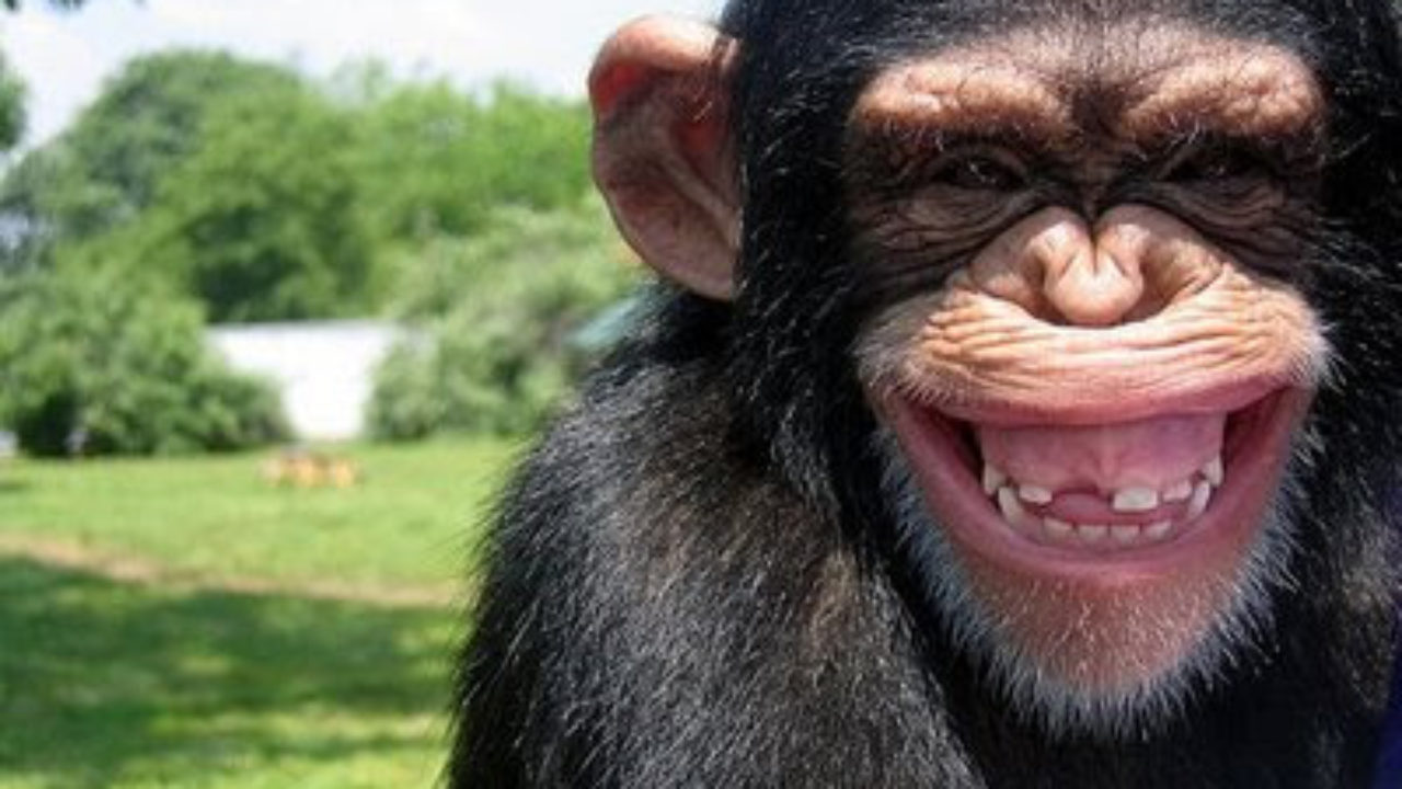 Compra De Mayoreo Ardilla De Peluche. Precio De Mayoreo En Línea