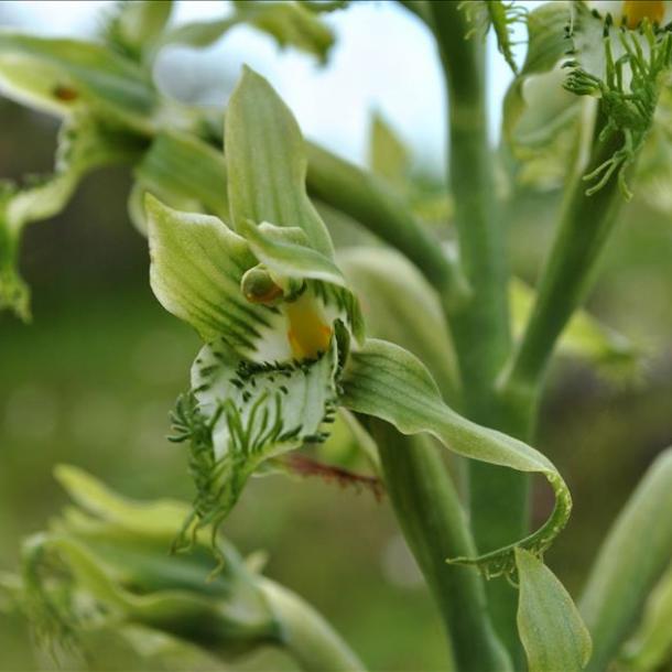 ORQUIDEA2