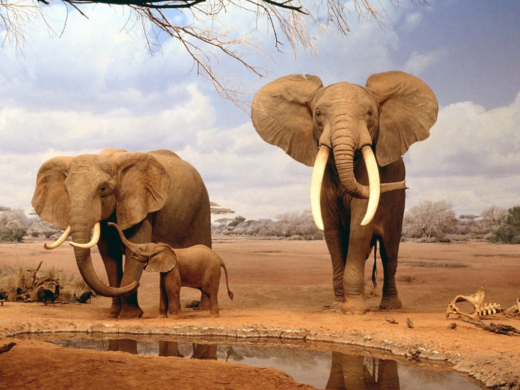 elefantes