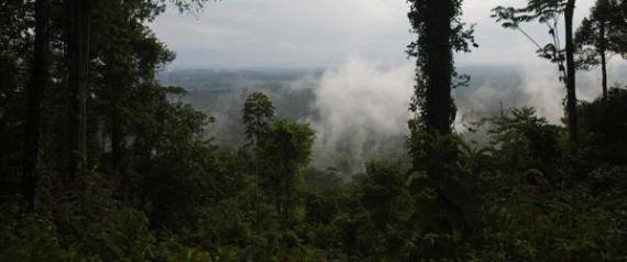 Panorámica de la amazonía brasileña