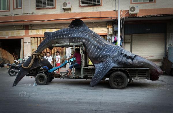 Un hombre pescó a un tiburón de cinco metros