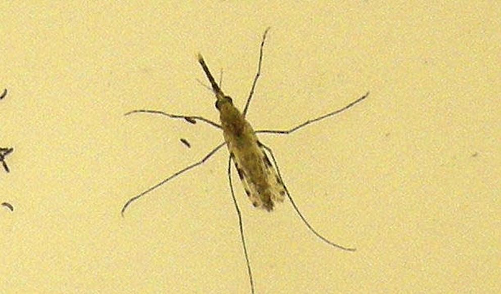 Mosquito transmisor de Malaria