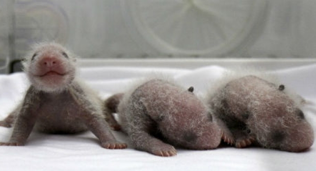 Trillizos panda recién nacidos