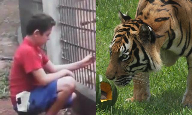 Tigre y niño en un zoológico