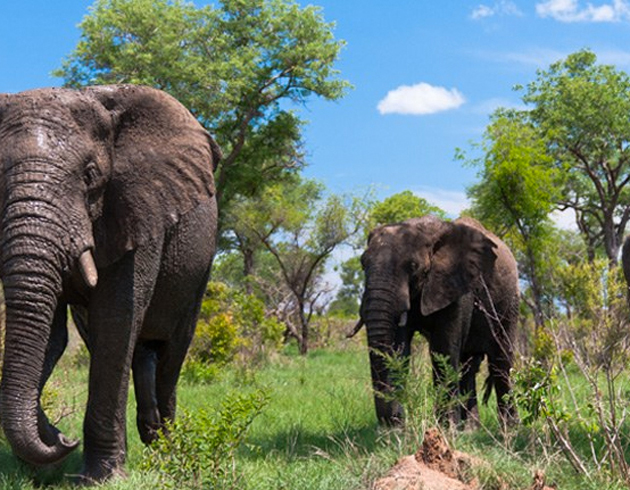 Recorrer en safari el Parque Nacional Kruger en Sudáfrica