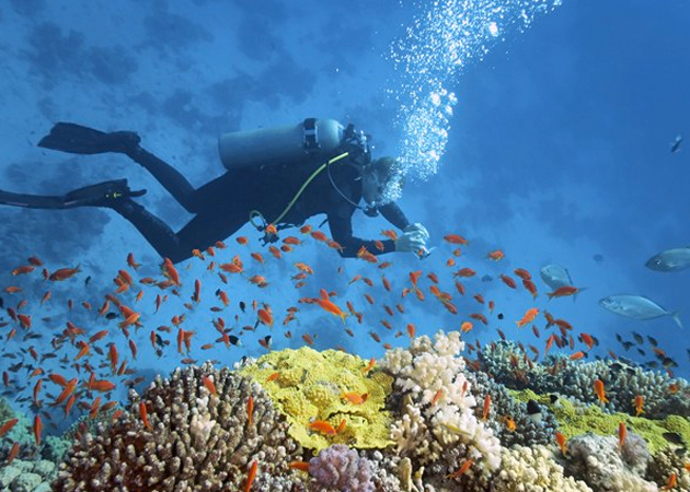 Viajar hasta Australia para bucear cerca de las populares barreras de coral del Océano Índico.