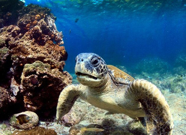 Las islas Galápagos, en Ecuador. Allí los turistas pueden disfrutar de un baño en sus bellas playas acompañados por las populares tortugas que habitan las islas.