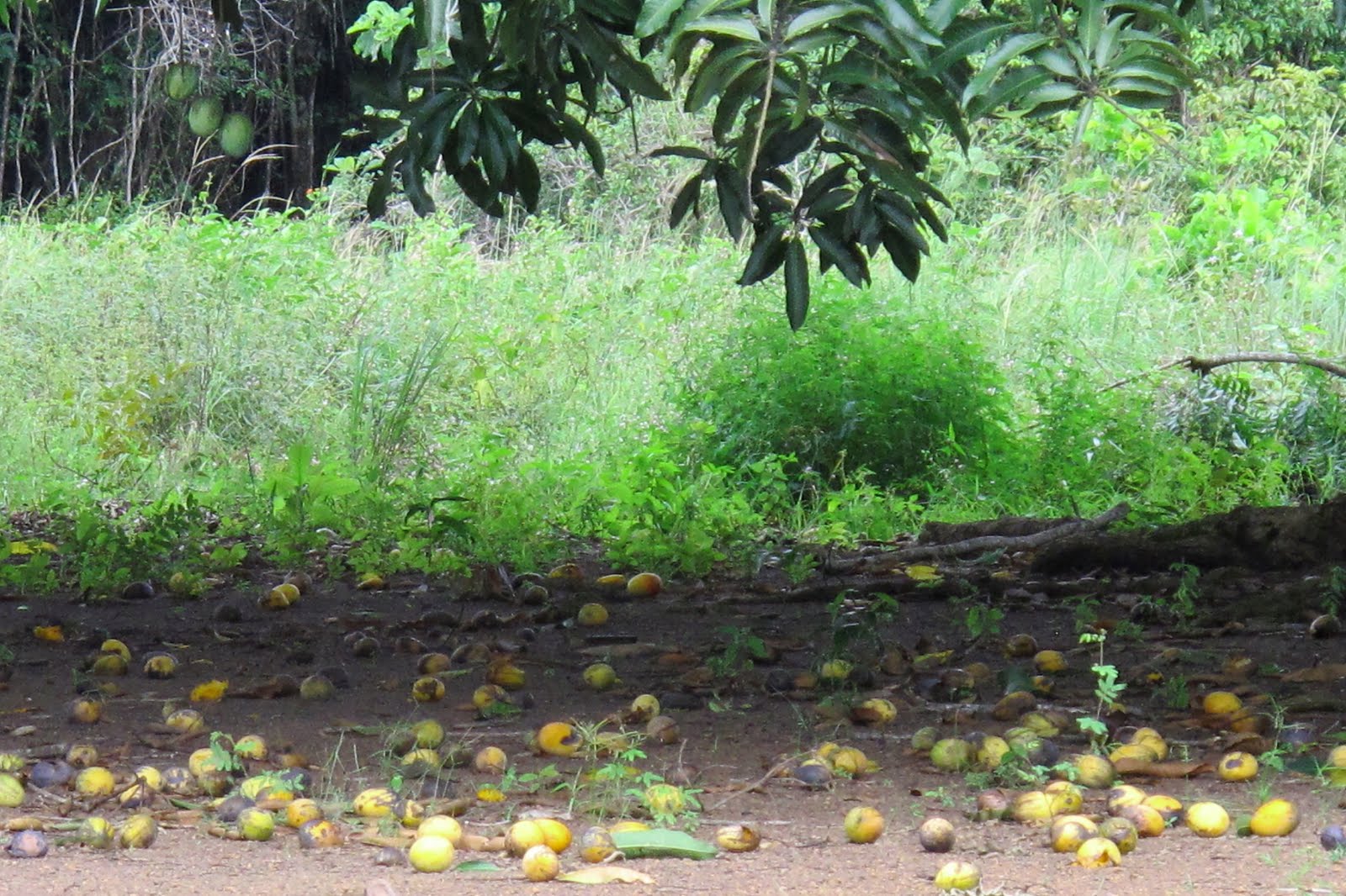 beneficios del mango