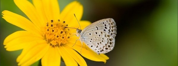 Mariposa Zizeeria en flor