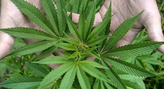 Manos muestran hojas de marihuana