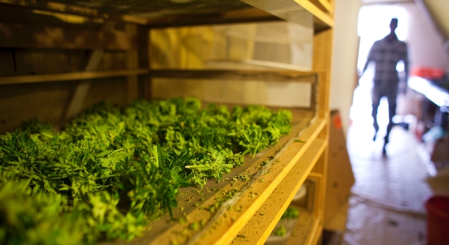 Marihuana sobre una mesa silueta humana al fondo