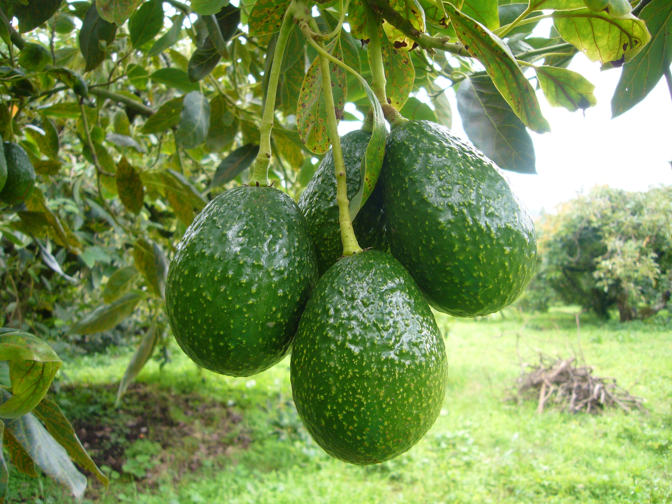 comer más aguacate