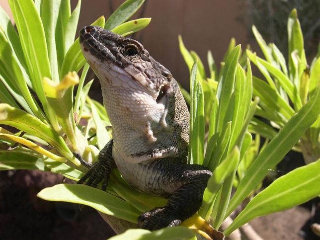 Rana africana en charca