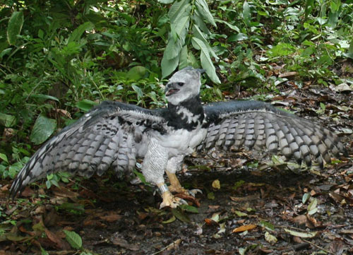 Águila harpía del Parque del Este se encuentra en proceso de taxidermia