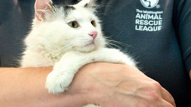“Huru”, el gato que escapó de los carniceros chinos