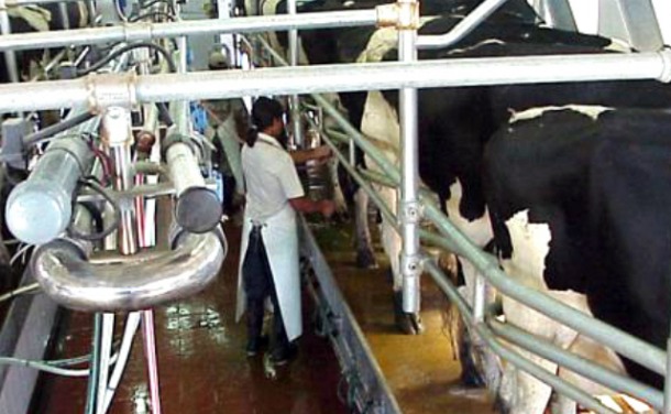 La crisis que presenta el sector lácteo está en declive
