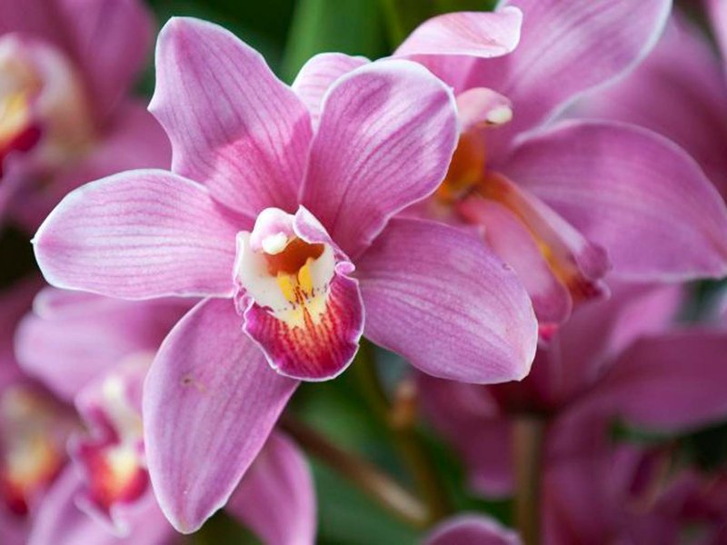 Hoy es el Día de la Orquídea, la flor nacional